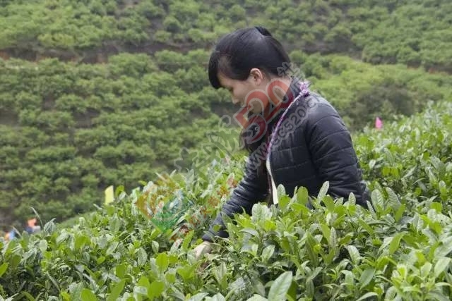 黄竹岗百亩茶园开采，前往踏青体验采茶的游客络绎不绝。茶园还在开放中，等你哦！668 / 作者:碧澄匀 / 帖子ID:207669