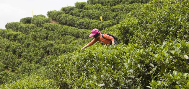 黄竹岗百亩茶园开采，前往踏青体验采茶的游客络绎不绝。茶园还在开放中，等你哦！823 / 作者:碧澄匀 / 帖子ID:207669