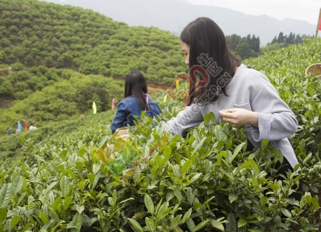 黄竹岗百亩茶园开采，前往踏青体验采茶的游客络绎不绝。茶园还在开放中，等你哦！252 / 作者:碧澄匀 / 帖子ID:207669
