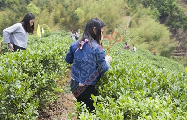 黄竹岗百亩茶园开采，前往踏青体验采茶的游客络绎不绝。茶园还在开放中，等你哦！554 / 作者:碧澄匀 / 帖子ID:207669
