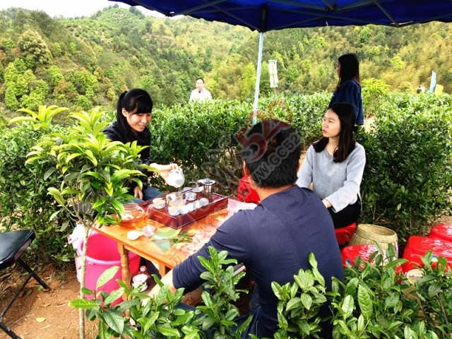 黄竹岗百亩茶园开采，前往踏青体验采茶的游客络绎不绝。茶园还在开放中，等你哦！500 / 作者:碧澄匀 / 帖子ID:207669
