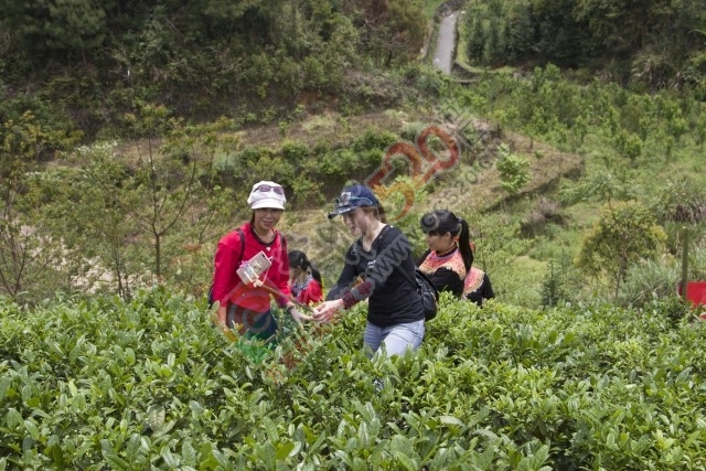 黄竹岗百亩茶园开采，前往踏青体验采茶的游客络绎不绝。茶园还在开放中，等你哦！626 / 作者:碧澄匀 / 帖子ID:207669