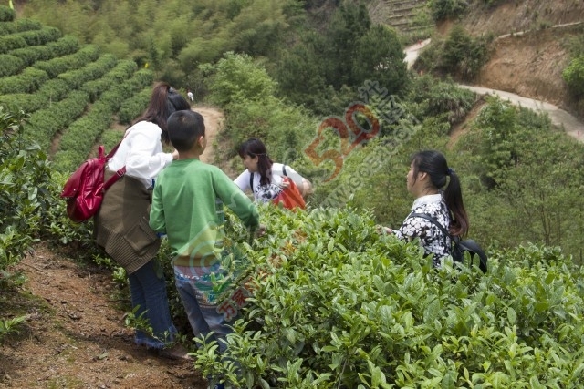 黄竹岗百亩茶园开采，前往踏青体验采茶的游客络绎不绝。茶园还在开放中，等你哦！743 / 作者:碧澄匀 / 帖子ID:207669