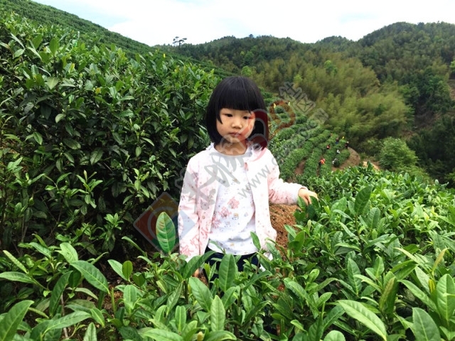 黄竹岗百亩茶园开采，前往踏青体验采茶的游客络绎不绝。茶园还在开放中，等你哦！940 / 作者:碧澄匀 / 帖子ID:207669