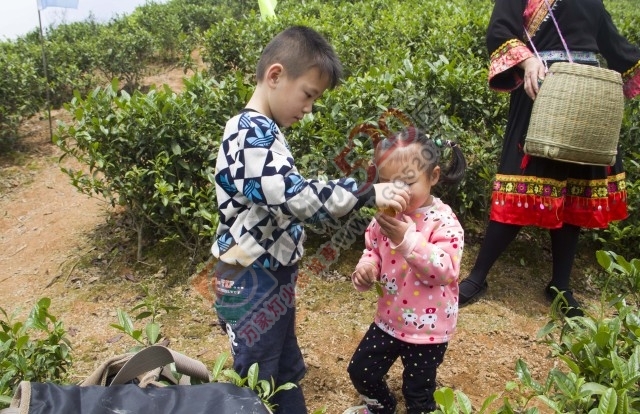 黄竹岗百亩茶园开采，前往踏青体验采茶的游客络绎不绝。茶园还在开放中，等你哦！441 / 作者:碧澄匀 / 帖子ID:207669