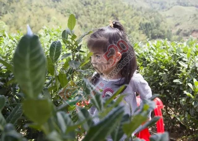 黄竹岗百亩茶园开采，前往踏青体验采茶的游客络绎不绝。茶园还在开放中，等你哦！514 / 作者:碧澄匀 / 帖子ID:207669