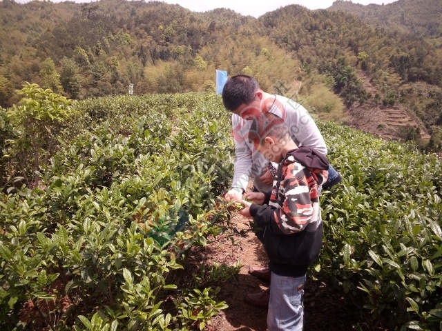 黄竹岗百亩茶园开采，前往踏青体验采茶的游客络绎不绝。茶园还在开放中，等你哦！425 / 作者:碧澄匀 / 帖子ID:207669