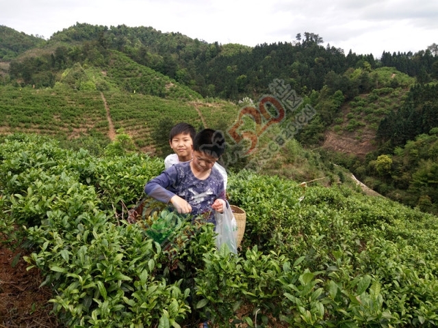 黄竹岗百亩茶园开采，前往踏青体验采茶的游客络绎不绝。茶园还在开放中，等你哦！12 / 作者:碧澄匀 / 帖子ID:207669