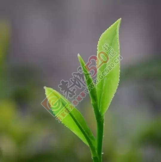黄竹岗百亩茶园开采，前往踏青体验采茶的游客络绎不绝。茶园还在开放中，等你哦！364 / 作者:碧澄匀 / 帖子ID:207669