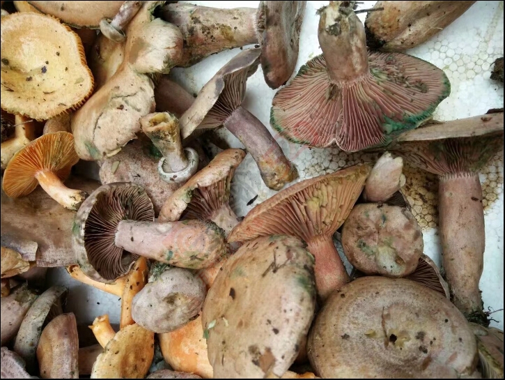 吃 好货 的 季节了波！905 / 作者:罗少爷 / 帖子ID:209210