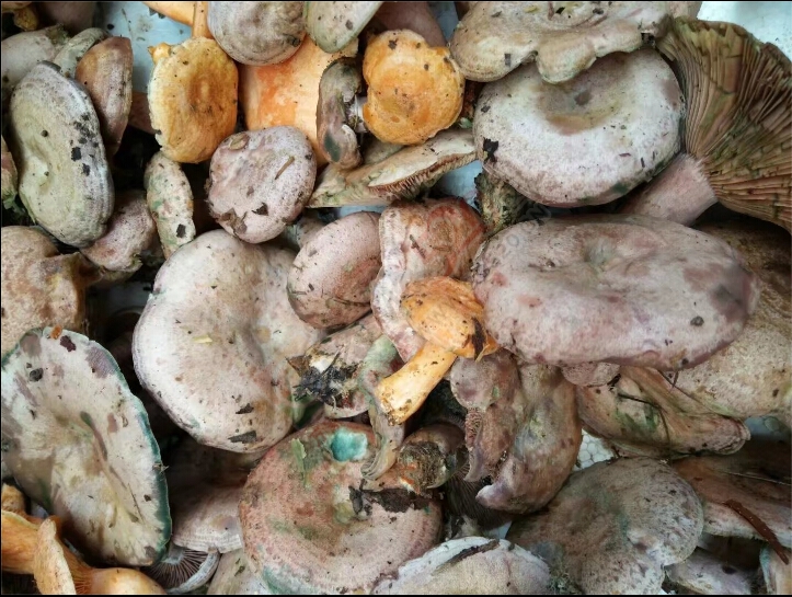 吃 好货 的 季节了波！185 / 作者:罗少爷 / 帖子ID:209210