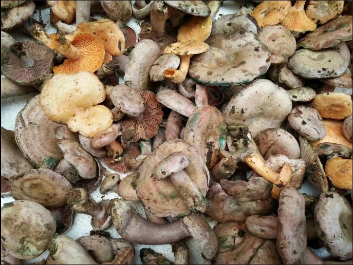 吃 好货 的 季节了波！412 / 作者:罗少爷 / 帖子ID:209210