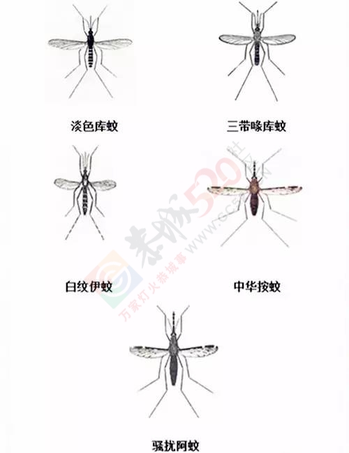 夏天到了！恭城的5种蚊子分时段咬人，都好毒哦！281 / 作者:绎苒 / 帖子ID:219698