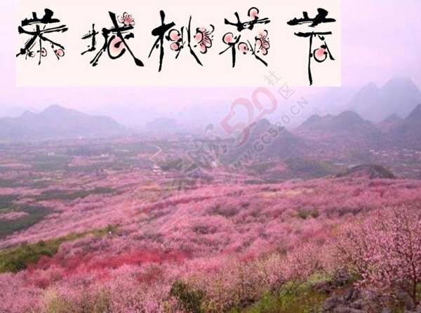 恭城桃花节放歌29 / 作者:豌豆公主 / 帖子ID:220581