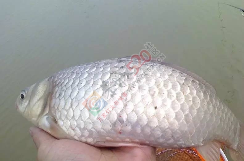 【江湖钓技】初夏，这些时候，钓鲫要钓半水！315 / 作者:东门头人 / 帖子ID:221137