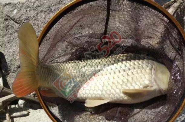 【钓饵学堂】夏季钓鲤鱼，饵料选得好，不怕鱼不来！157 / 作者:东门头人 / 帖子ID:221142
