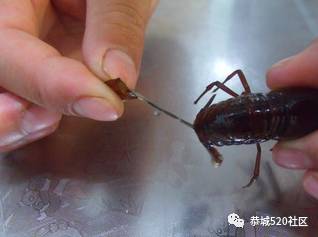 【恭城大吃拜】绝了，用这一招去满足你夏日的味蕾！932 / 作者:爱生活爱美食 / 帖子ID:227406