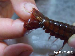 【恭城大吃拜】绝了，用这一招去满足你夏日的味蕾！34 / 作者:爱生活爱美食 / 帖子ID:227406