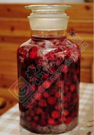 又到一年杨梅季，恭城的小伙伴们准备好纸巾擦口水了么？949 / 作者:啤酒加烤串儿 / 帖子ID:232025