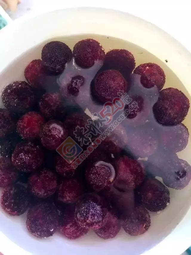 又到一年杨梅季，恭城的小伙伴们准备好纸巾擦口水了么？840 / 作者:啤酒加烤串儿 / 帖子ID:232025
