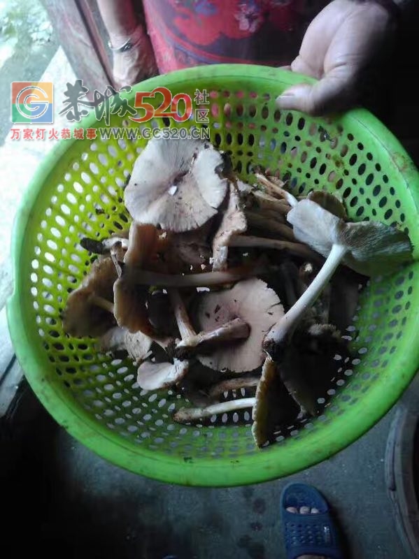 我也来晒晒，夏至菌熬土鸡747 / 作者:红花绿叶 / 帖子ID:232476