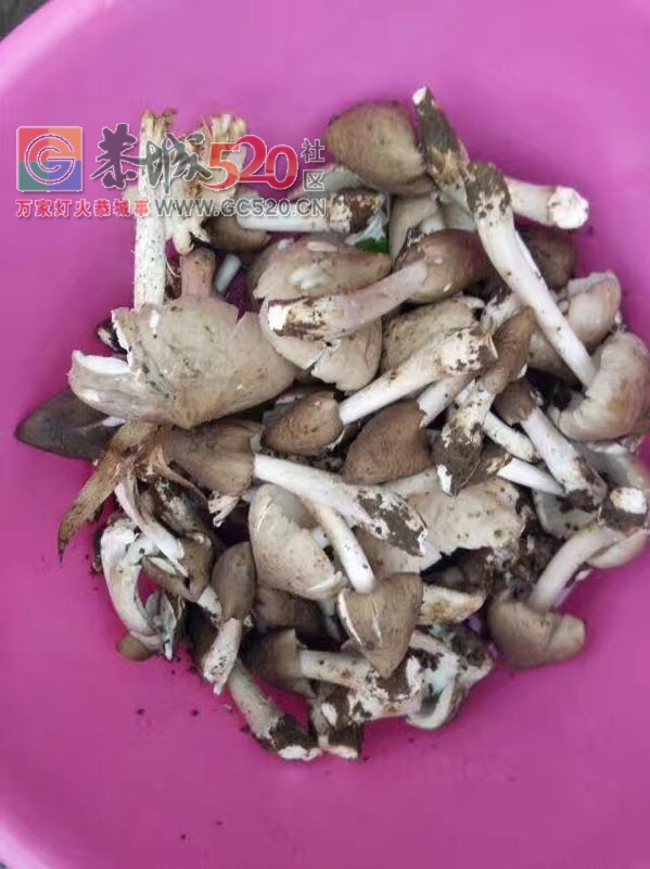 我也来晒晒，夏至菌熬土鸡926 / 作者:红花绿叶 / 帖子ID:232476