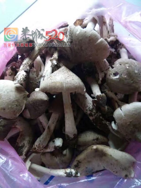 我也来晒晒，夏至菌熬土鸡983 / 作者:红花绿叶 / 帖子ID:232476
