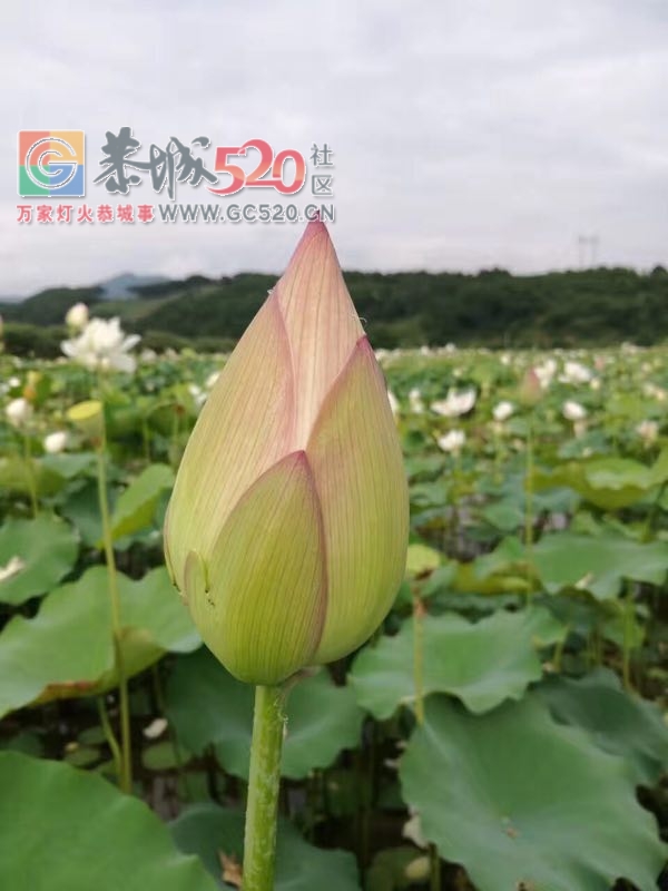 龙虎荷花一大片，证明我来过235 / 作者:婷婷妹 / 帖子ID:232477