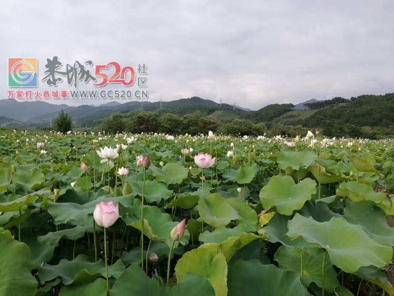 龙虎荷花一大片，证明我来过967 / 作者:婷婷妹 / 帖子ID:232477