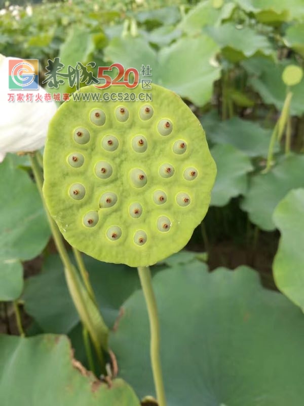 龙虎荷花一大片，证明我来过168 / 作者:婷婷妹 / 帖子ID:232477