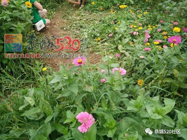 【恭城身边事】北溪至东科路段碎石满地危机四伏；邓扒格桑花海被任性踩踏让人唾288 / 作者:社区小编 / 帖子ID:232503