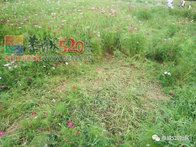 【恭城身边事】北溪至东科路段碎石满地危机四伏；邓扒格桑花海被任性踩踏让人唾643 / 作者:社区小编 / 帖子ID:232503