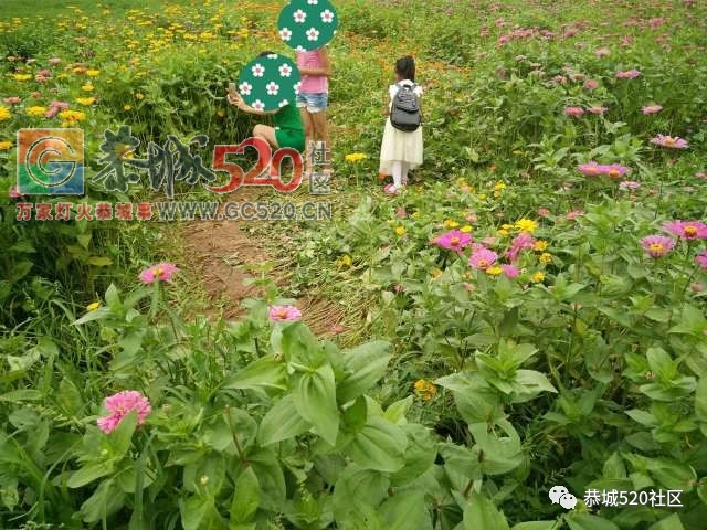 【恭城身边事】北溪至东科路段碎石满地危机四伏；邓扒格桑花海被任性踩踏让人唾999 / 作者:社区小编 / 帖子ID:232503