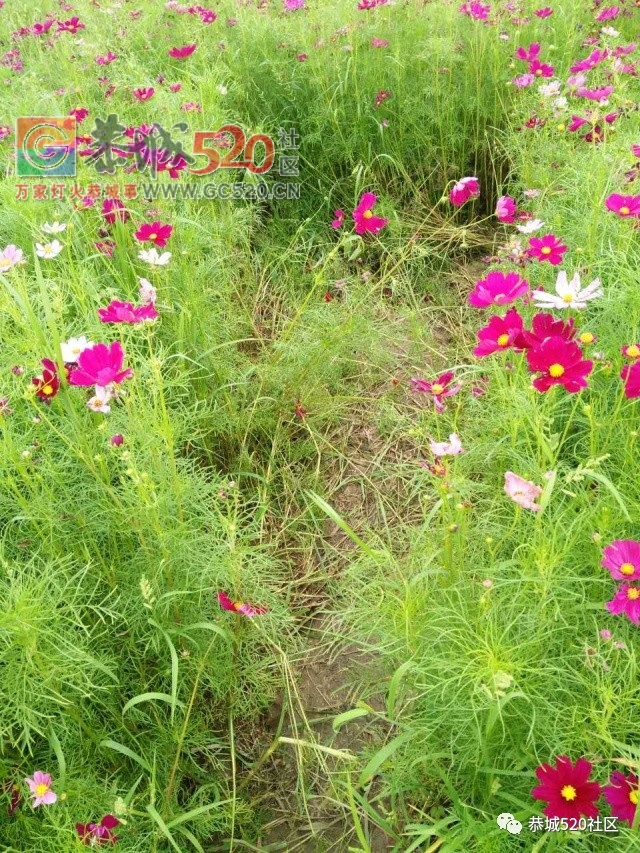 【恭城身边事】北溪至东科路段碎石满地危机四伏；邓扒格桑花海被任性踩踏让人唾185 / 作者:社区小编 / 帖子ID:232503