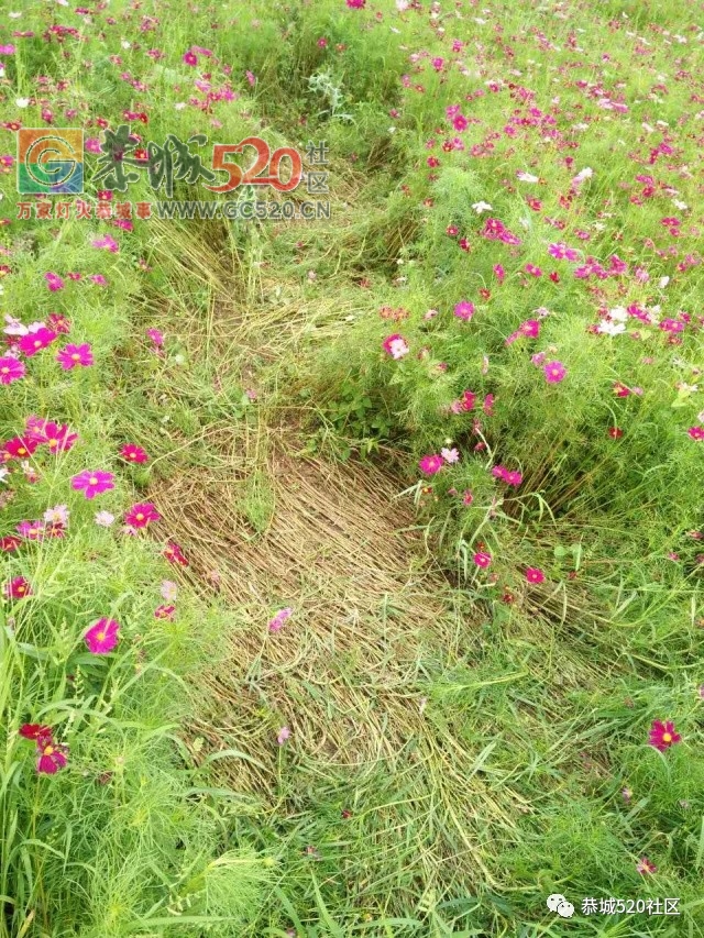 【恭城身边事】北溪至东科路段碎石满地危机四伏；邓扒格桑花海被任性踩踏让人唾690 / 作者:社区小编 / 帖子ID:232503