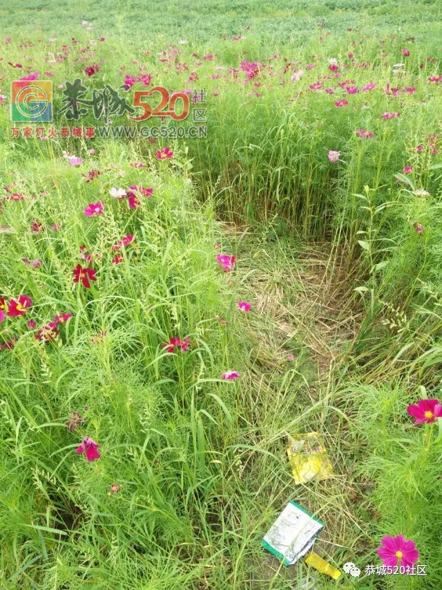 【恭城身边事】北溪至东科路段碎石满地危机四伏；邓扒格桑花海被任性踩踏让人唾820 / 作者:社区小编 / 帖子ID:232503