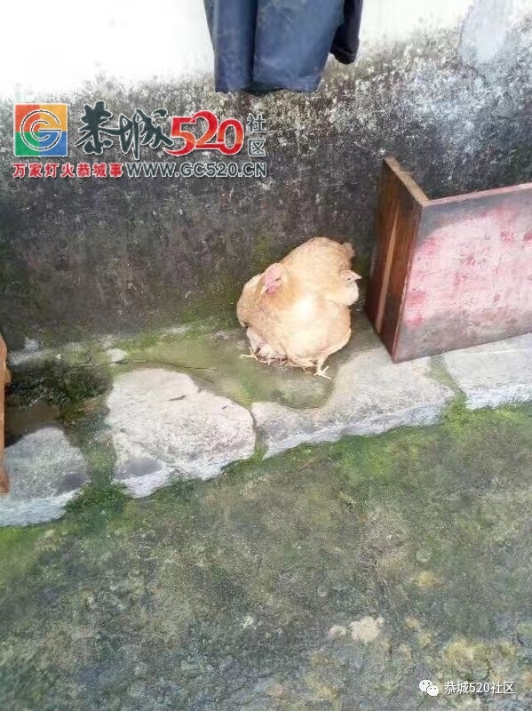 【恭城身边事】北溪至东科路段碎石满地危机四伏；邓扒格桑花海被任性踩踏让人唾629 / 作者:社区小编 / 帖子ID:232503