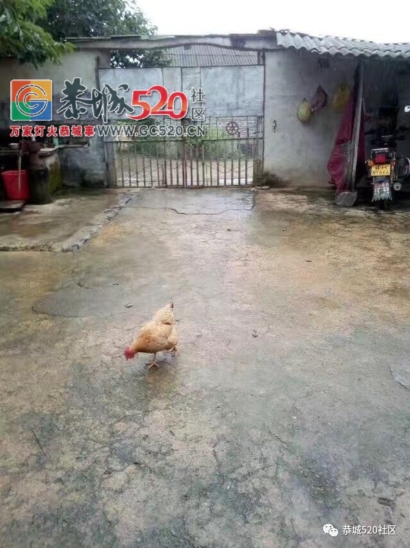 【恭城身边事】北溪至东科路段碎石满地危机四伏；邓扒格桑花海被任性踩踏让人唾718 / 作者:社区小编 / 帖子ID:232503