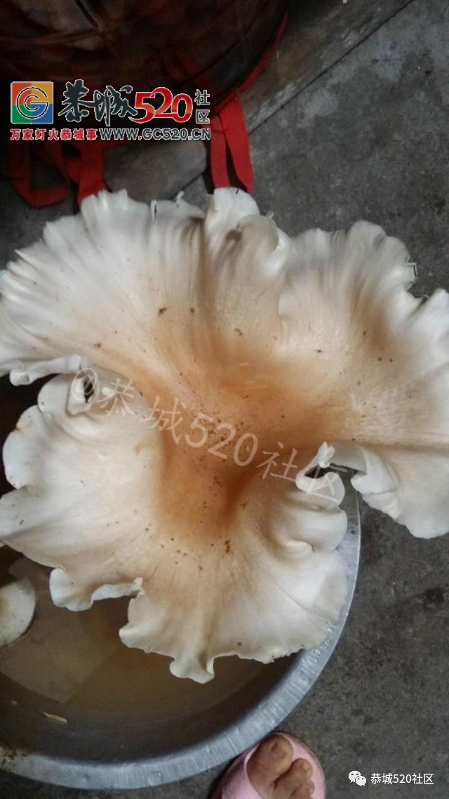 【恭城身边事】天和门口老年代步车追尾小车，这种车到底该不该给老人开上路；网友...836 / 作者:社区小编 / 帖子ID:232711