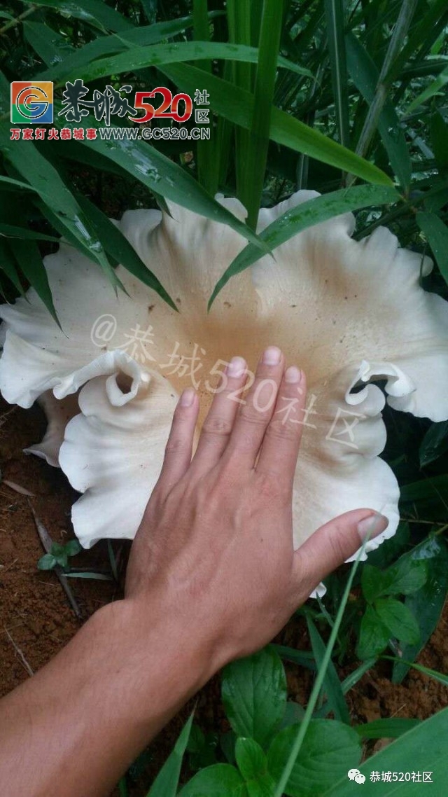 【恭城身边事】天和门口老年代步车追尾小车，这种车到底该不该给老人开上路；网友...562 / 作者:社区小编 / 帖子ID:232711