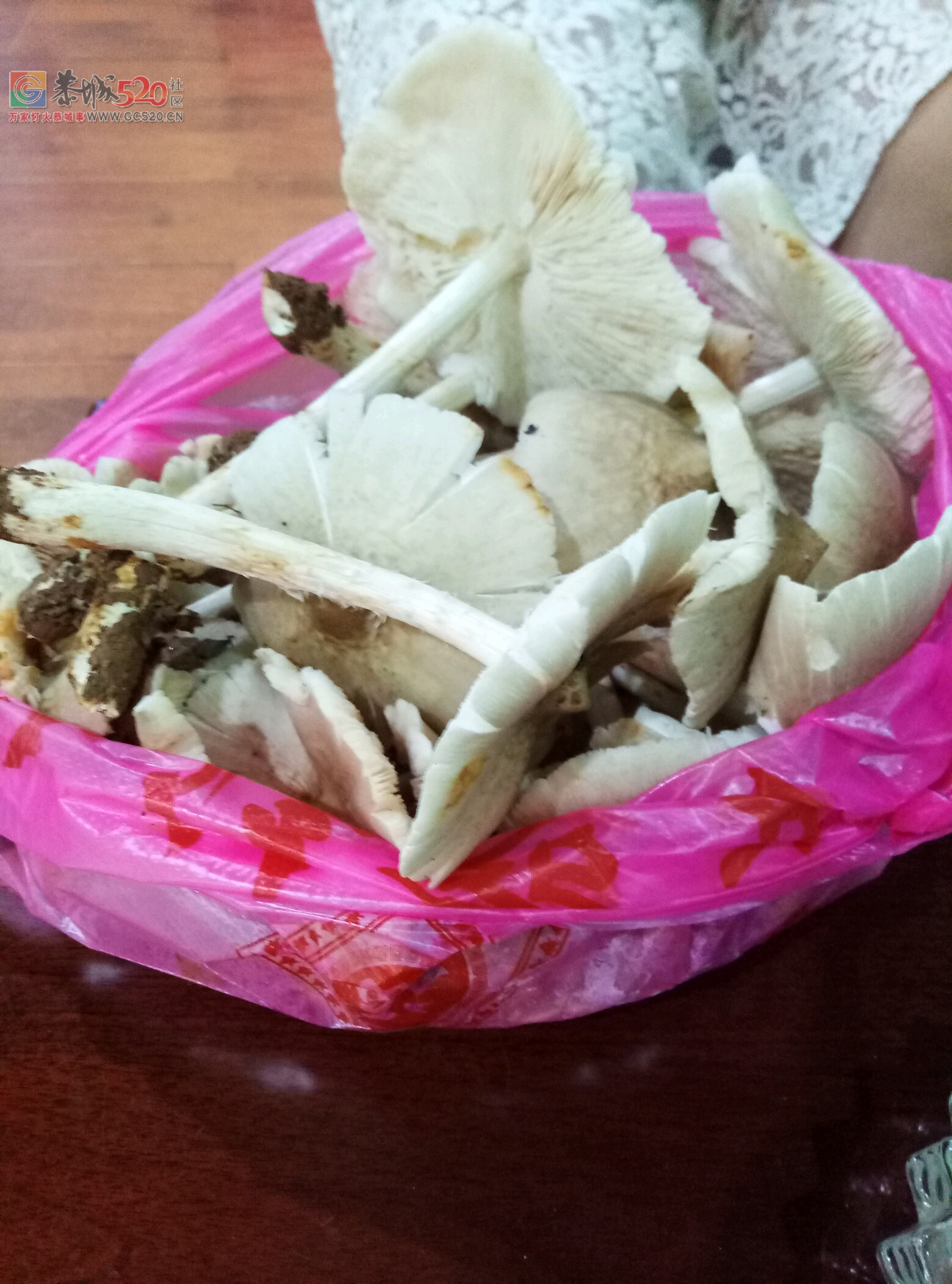 夏至菌340 / 作者:一路坚持 / 帖子ID:232883