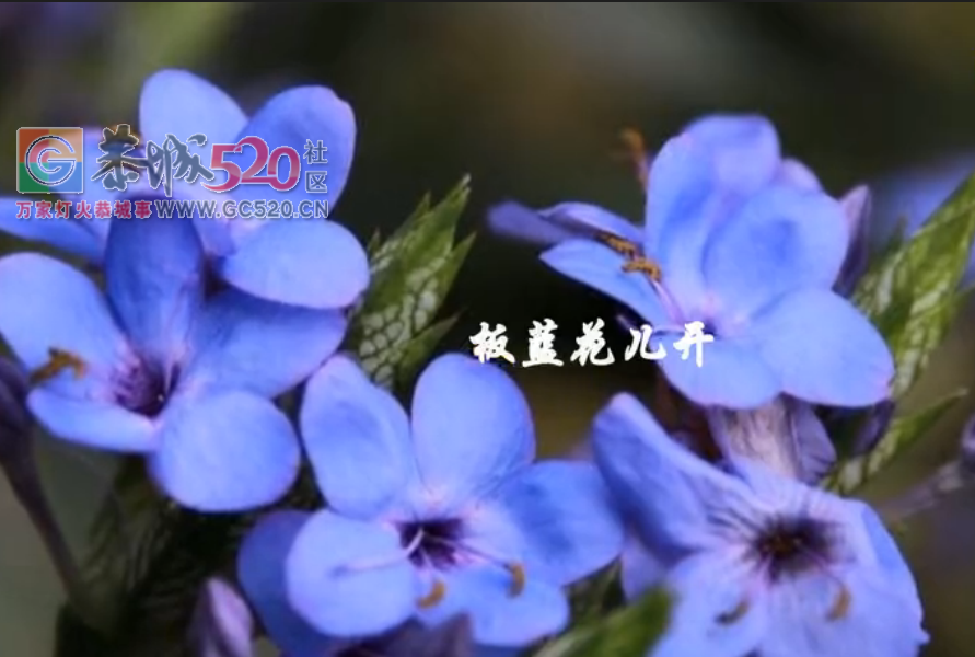 视频：永恒的情谊--栗木锡矿同学聚会文艺演出2306 / 作者:恭城盛唐广告 / 帖子ID:232936