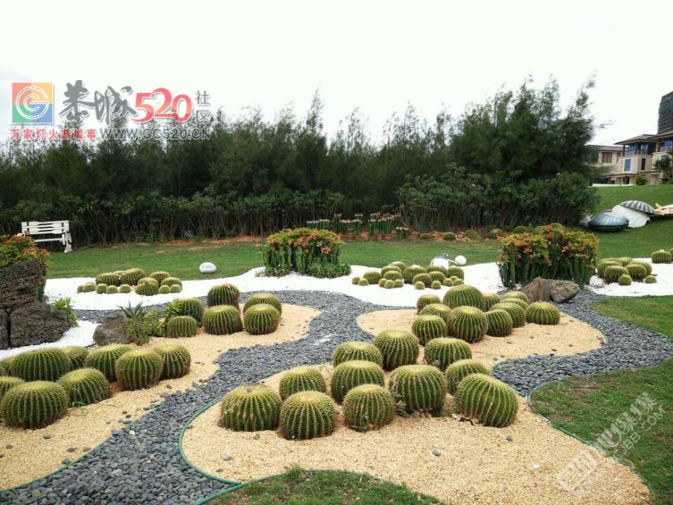 7月14—16日 畅游碧海蓝天湛江五星碧桂园 鼎龙湾十六公里海滩，逛德克萨斯牛仔小镇128 / 作者:光头铁（老铁） / 帖子ID:233247