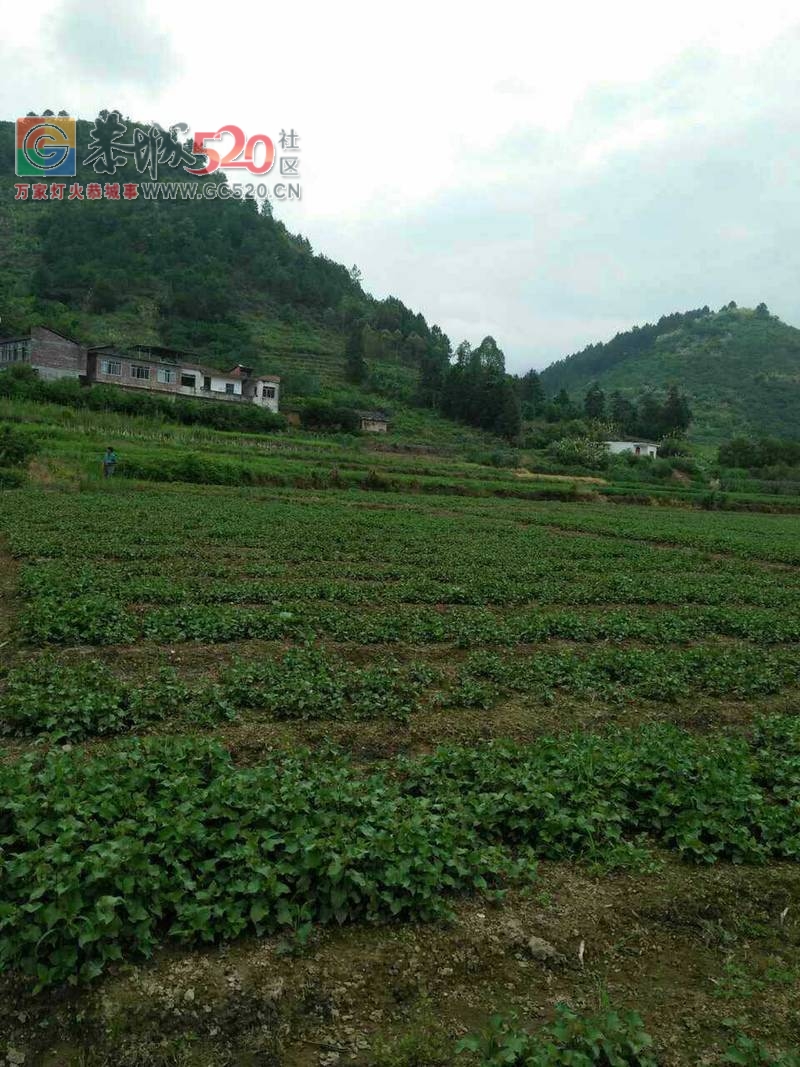 自种鱼腥草出售448 / 作者:分类小编 / 帖子ID:233354
