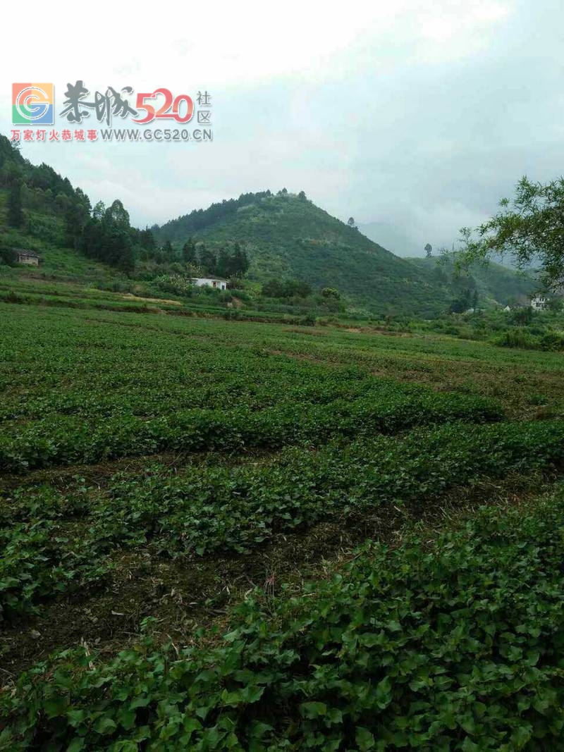 自种鱼腥草出售910 / 作者:分类小编 / 帖子ID:233354