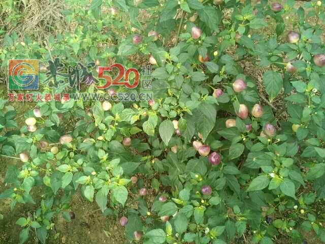 出售七彩椒767 / 作者:分类小编 / 帖子ID:233365