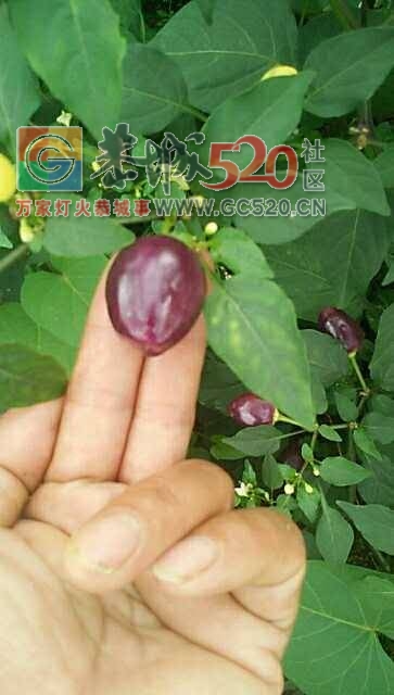 出售七彩椒495 / 作者:分类小编 / 帖子ID:233365