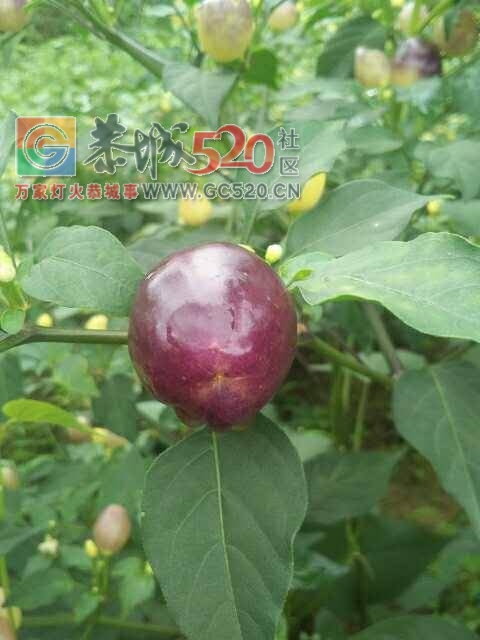 出售七彩椒123 / 作者:分类小编 / 帖子ID:233365