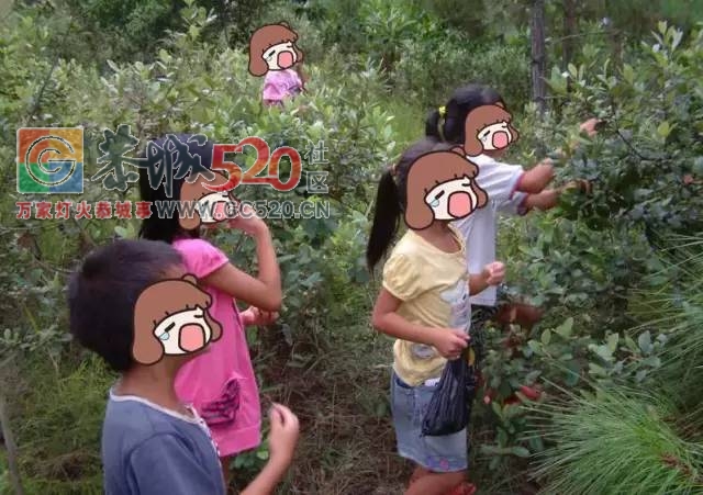 老板！恭城山头的这种野果熟啦，我要辞职去发家致富摘野果567 / 作者:社区小编 / 帖子ID:233452