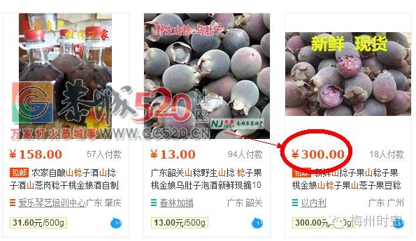 老板！恭城山头的这种野果熟啦，我要辞职去发家致富摘野果279 / 作者:社区小编 / 帖子ID:233452